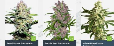 Beliebte hochwertige Cannabis-Samen