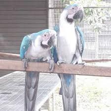 Weiße und blaue Haustier-Macaw-Papageien verfügbar