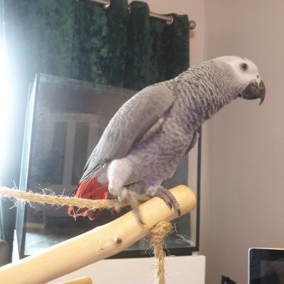 Gesunde Qualität Pet Papagei Vögel zum Verkauf