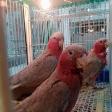 Rose Breasted Cockatoo auf Verkauf