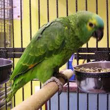 Blaue Front- und andere Amazonen-Papageienarten zum Verkauf