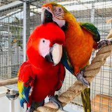 Top Qualität Haustier Papagei Vögel zum Verkauf