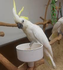 Multi Papageien Avian Pet Cockatoos Pet Vögel zum Verkauf