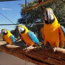 Multi Papageienarten Avian Center Pet Vögel zum Verkauf