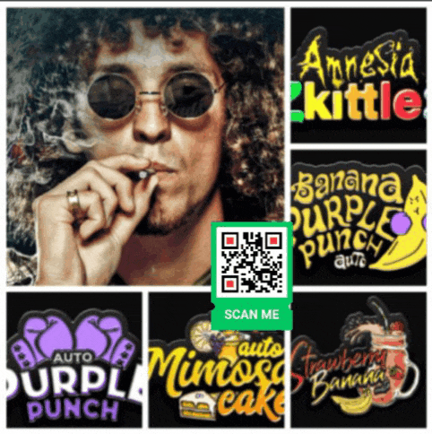 CANNABIS SEEDS Samen ❌ Marihuana legal zollfrei DIY 🔥 Hanf Hemp Buds THC CBD 🔴