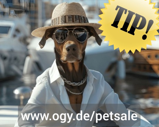 🔴 Hund Katze gesund füttern und Geld verdienen 💥 MLM Home Office Jobs Network ✔️